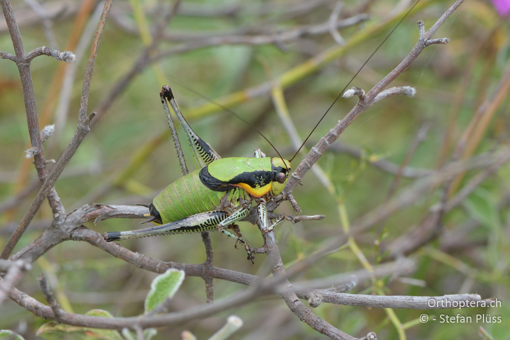 ♂ von Eupholidoptera schmidti - HR, Istrien, Premantura, Gornji Kamenjak, 20.06.2016