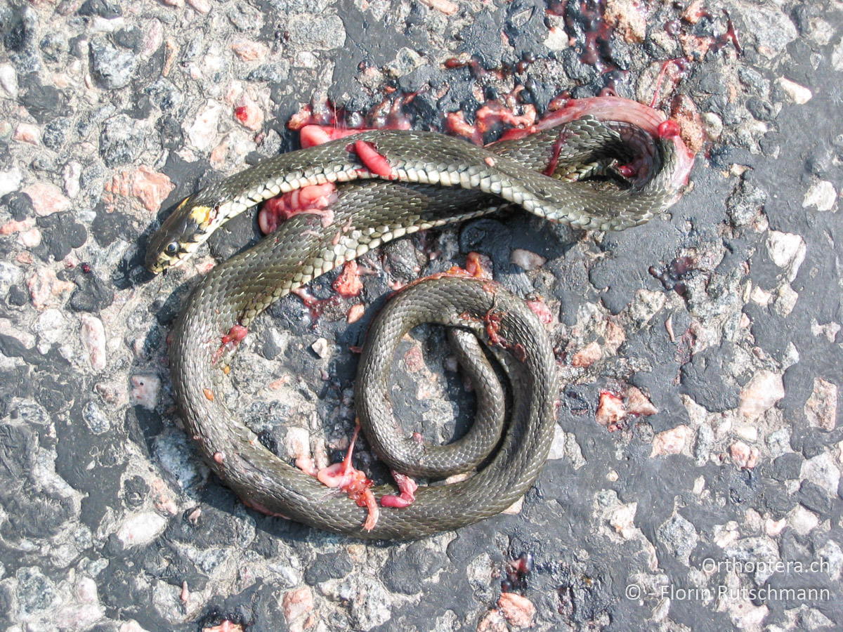 18.08.2004 Eine tote Ringelnatter (Natrix natrix) auf der Strasse. Die Reptilien suchen den warmen Asphalt im Herbst zum Aufwärmen auf. Mit verheerenden Folgen. Estland