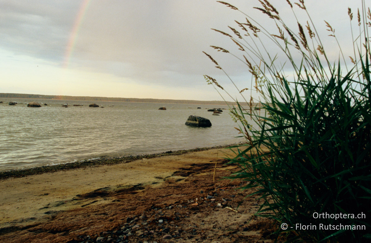 11.08.2004 Regenbogen im Abendlicht am Strand bei Käsmu im Lahemaa Nationalpark. Estland