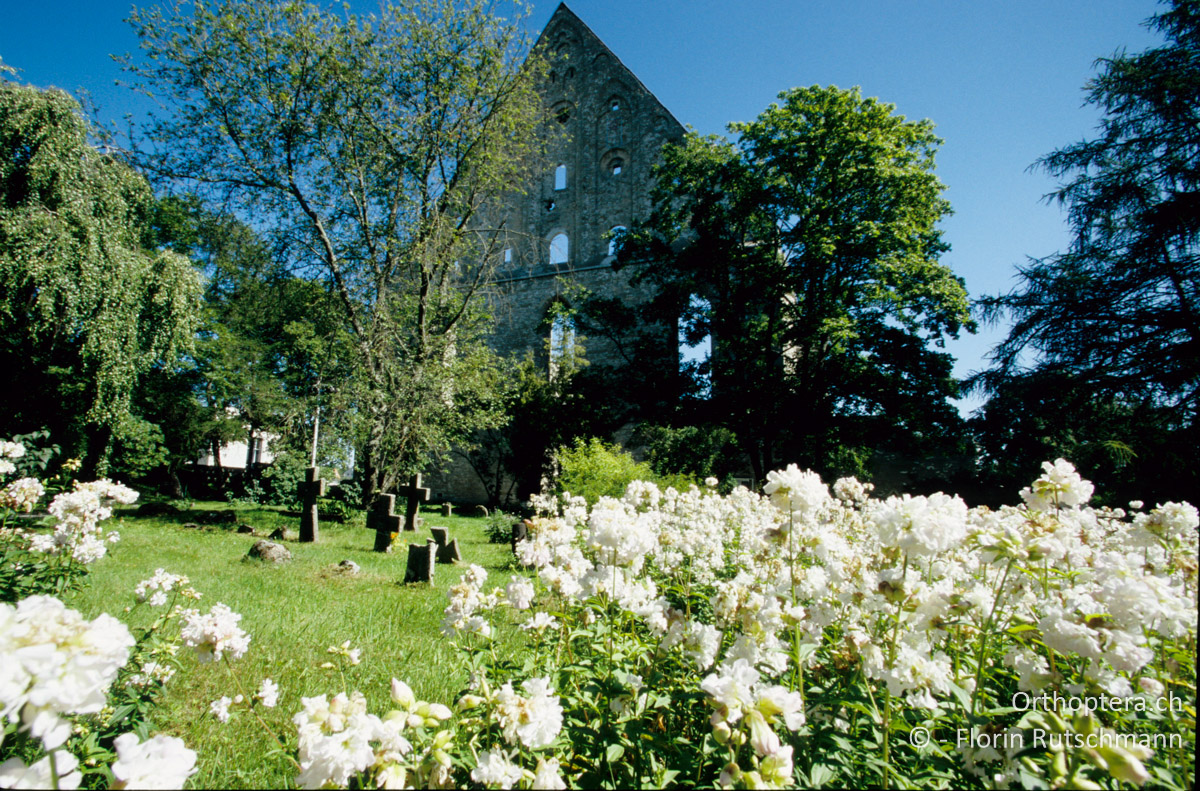 10.08.2004 Klosterruine von Pirita am östlichen Stadtrand von Tallinn. Estland
