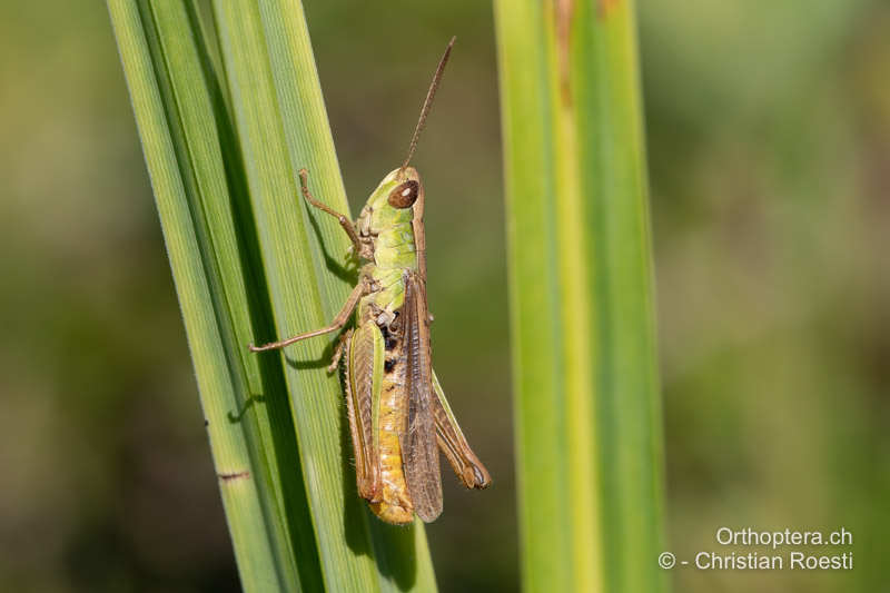 Chorthippus dichrous ♂ - RO, Dobrudscha, Donaudelta, Letea, 22.07.2020