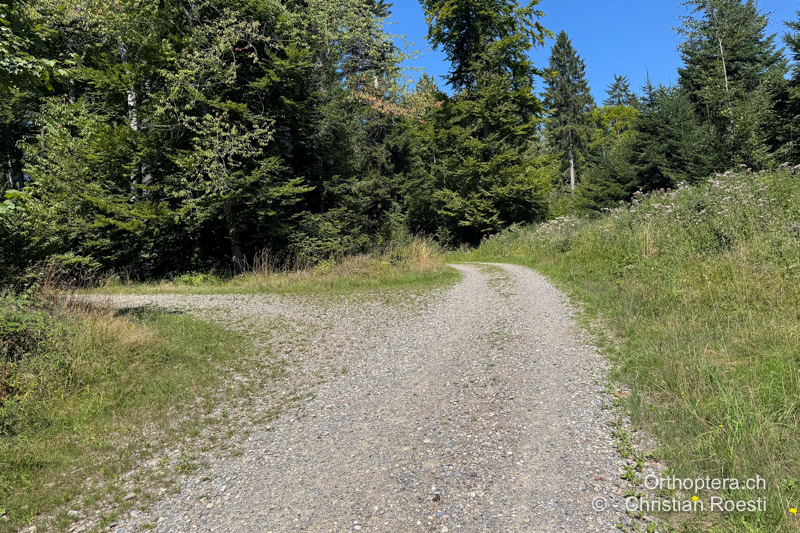 Typischer Lebensraum, Waldstrassen im Schweizer Mittelland - CH, BE, Münchenbuchsee, 08.08.2025