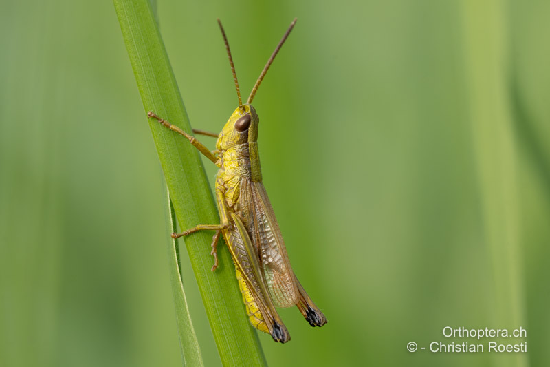 Chrysochraon dispar ♂ - CH, ZH, Regensdorf, 10.06.2025