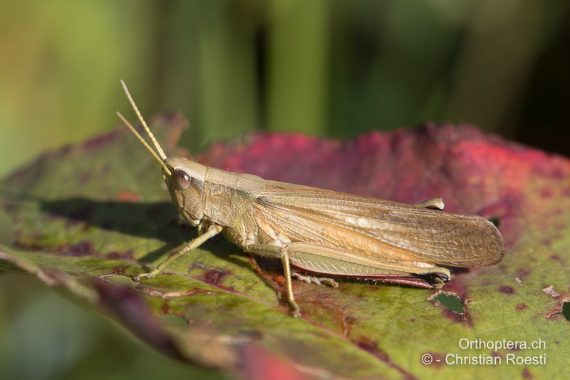 Chrysochraon dispar ♀ makropter - CH, BE, Rüschegg 14.08.2019