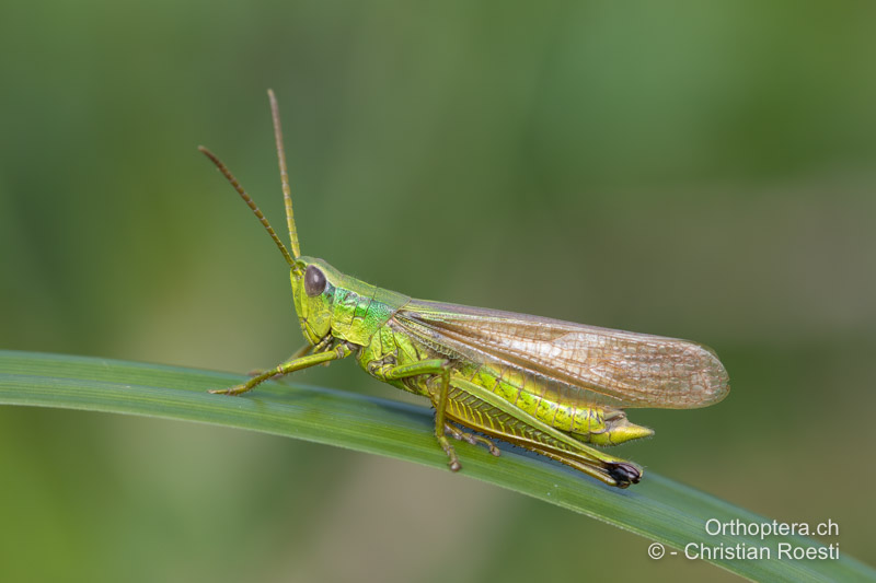 Chrysochraon dispar ♂ makropter - CH, BE, Rüschegg 14.08.2019