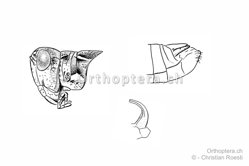 Kopf mit Halsschild, Hinterleibsende (oben rechts) und Penis seitlich (unten Mitte) von Dociostaurus maroccanus ♂