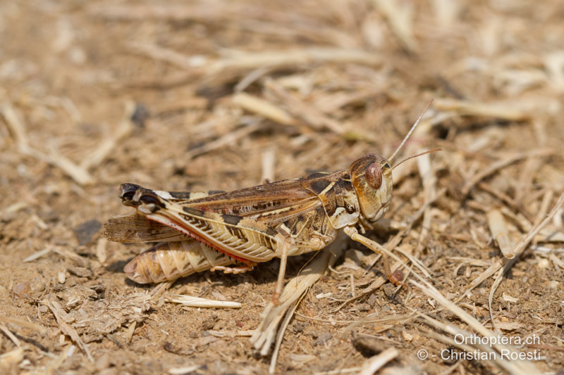 Dociostaurus maroccanus ♀ - GR, Peloponnes, Kalambaka, 17.07.2012