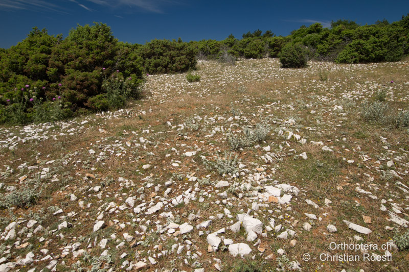 Beweidete Macchie mit Flächen mit viel rohem Boden und Kalk - HR, Dalmatien, Krk, 08.06.2014