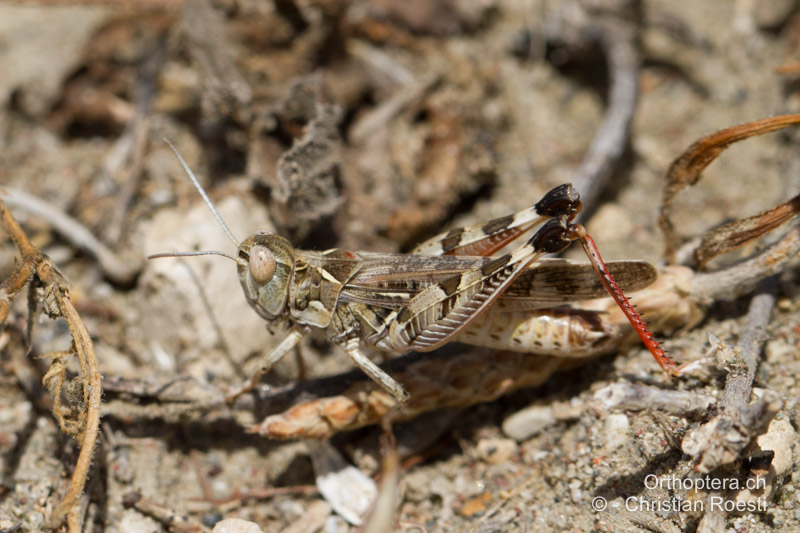 Dociostaurus maroccanus ♂, hier sieht man die rötlichen Hinterschienen - GR, Rhodos, Kattavia, 21.05.2013