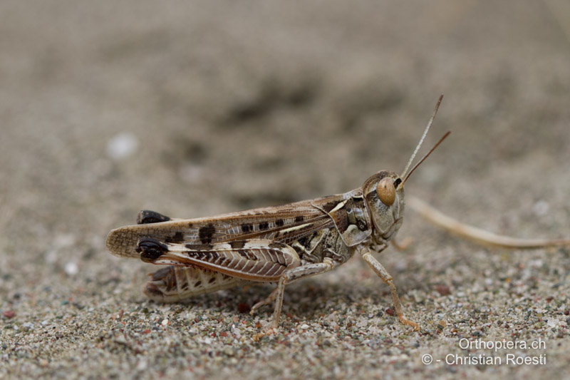 Dociostaurus maroccanus ♂ - GR, Rhodos, Gennadi, 22.05.2013