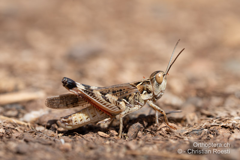 Dociostaurus maroccanus ♂ - AL, Qark Korça, Lin, 17.06.2024