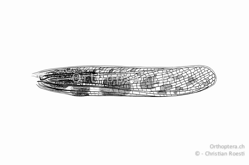 Linker Vorderflügel von Aiolopus thalassinus ♂. Im Gegensatz zur Gattung Epacromius ist er deutlich gebändert.