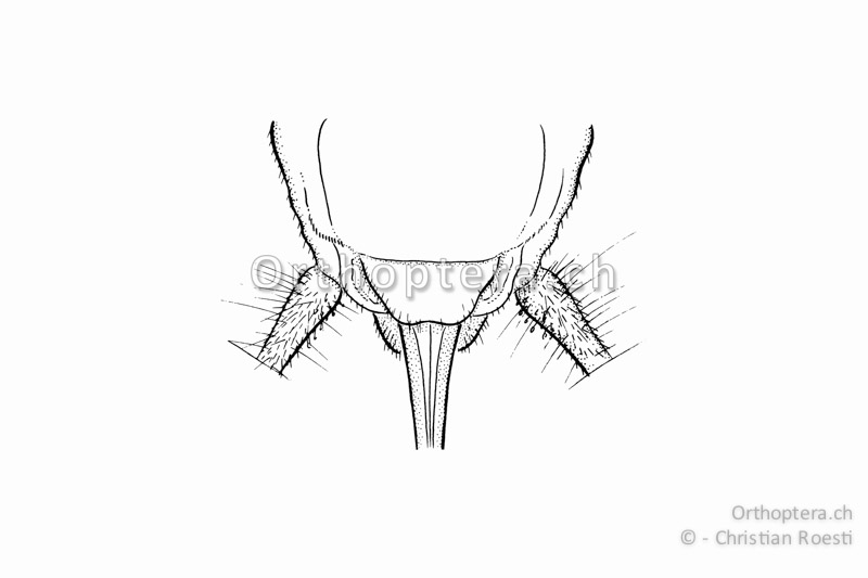 Hinterleibsende von Gryllomorpha dalmatina ♀ von unten, Die Subgenitalplatte ist hinten gerade abgeschnitten bis leicht ausgerandet.