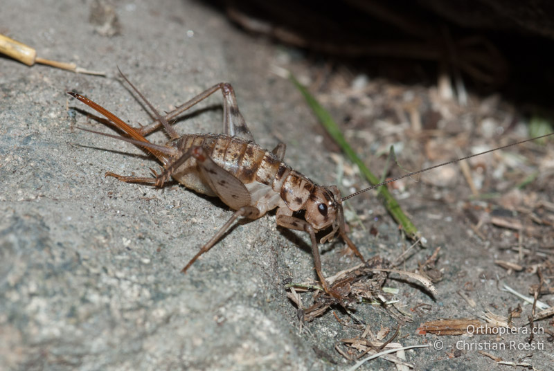 Gryllomorpha dalmatina ♀ - CH, TI, Agarone, 21.08.2009