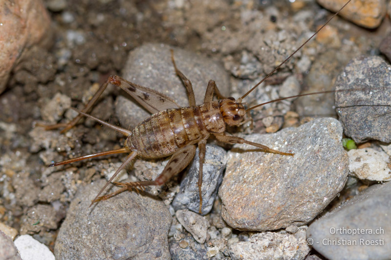 Gryllomorpha dalmatina ♀ - CH, TI, Ponte Tresa, 01.09.2013