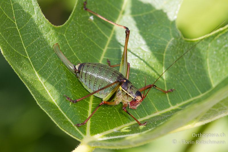 Barbitistes yersini ♀ - SLO, Obalno-kraska, Movraz, 09.06.2014