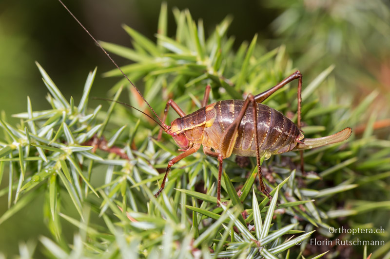 Barbitistes yersini ♀ - HR, Cres, 29.07.2014