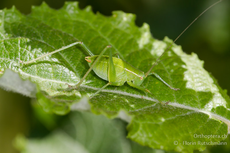 Barbitistes yersini ♂ Larve - SLO, Obalno-kraska, Obrov, 09.06.2014