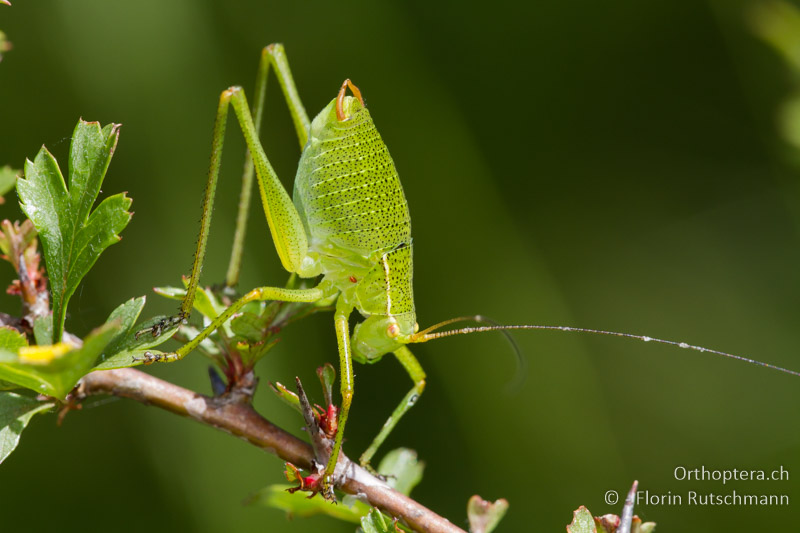 Barbitistes yersini ♂ Larve - HR, Istrien, Nova Vas, 11.06.2014
