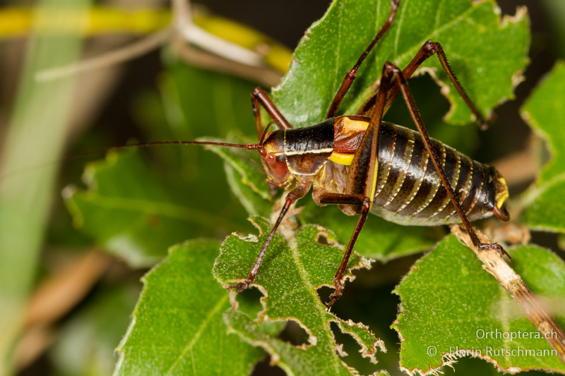 Barbitistes yersini ♂ - HR, Istrien, Brovinje, 12.06.2014