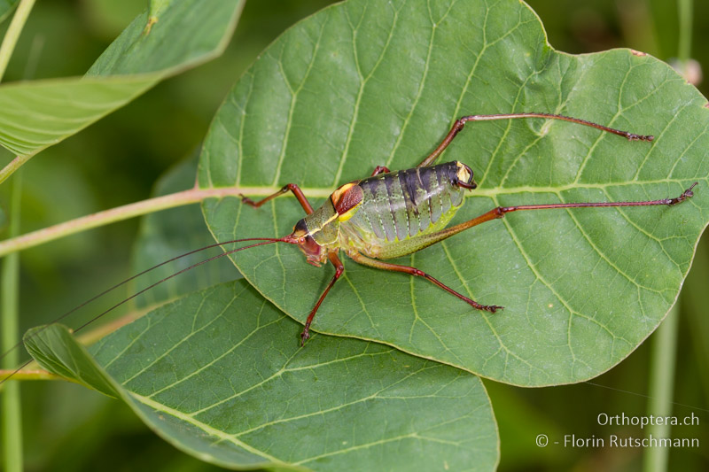Barbitistes yersini ♂ - HR, Istrien, Buzet, 14.06.2014