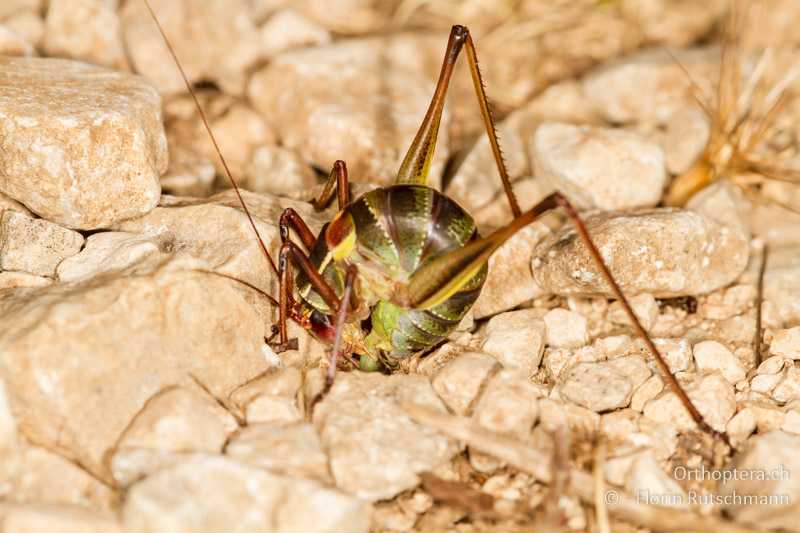 Barbitistes yersini ♀ bei der Eiablage - HR, Istrien, Puntera, 15.06.2014