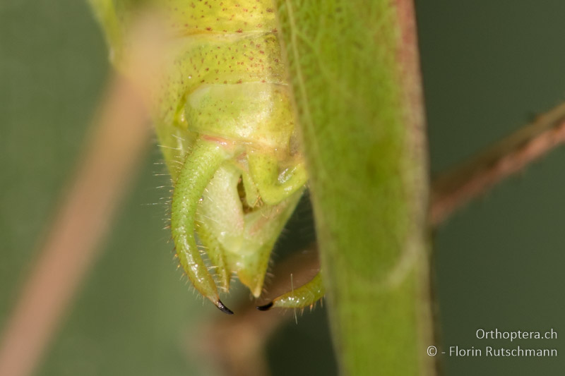 Cercus des Männchens von Tylopsis lilifolia - HR, Istrien, Motovun, 25.07.2015