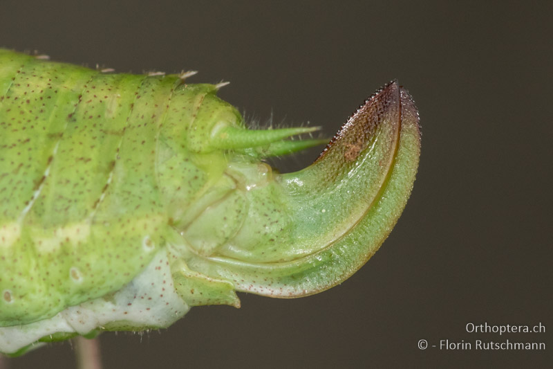 Legeröhre von Tylopsis lilifolia ♀ - IT, Toskana, Licciana Nardi, 15.10.2016