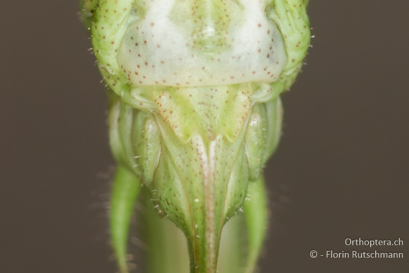 Subgenitalplatte von Tylopsis lilifolia ♀ - IT, Toskana, Licciana Nardi, 15.10.2016