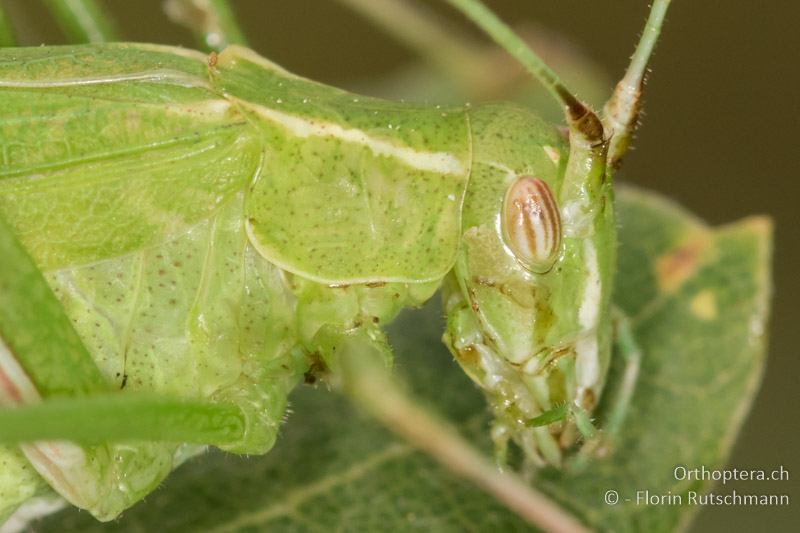 Kopf und Halsschild von Tylopsis lilifolia - IT, Toskana, Licciana Nardi, 15.10.2016