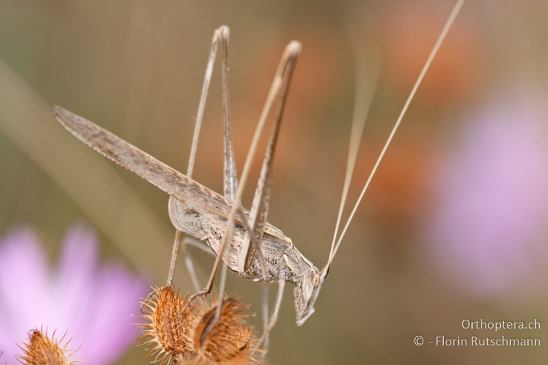 Tylopsis lilifolia ♀ - BG, Lowetsch, Lovech, 09.07.2009