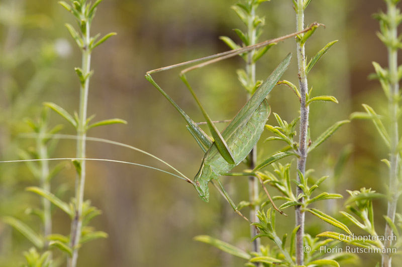 Tylopsis lilifolia ♀ - GR, Epirus, 11.07.2011
