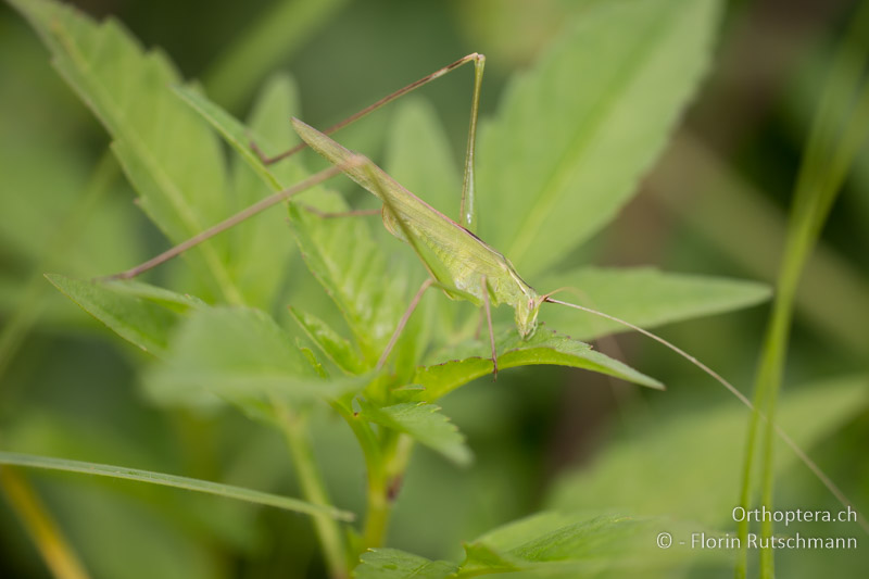 Tylopsis lilifolia ♂ - HR, Istrien, Motovun, 24.07.2014
