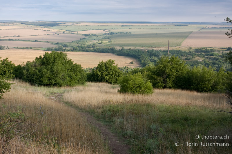 Strukturreiche Landschaft mit Brachestadien - BG, Lowetsch, Lovech, 09.07.2009