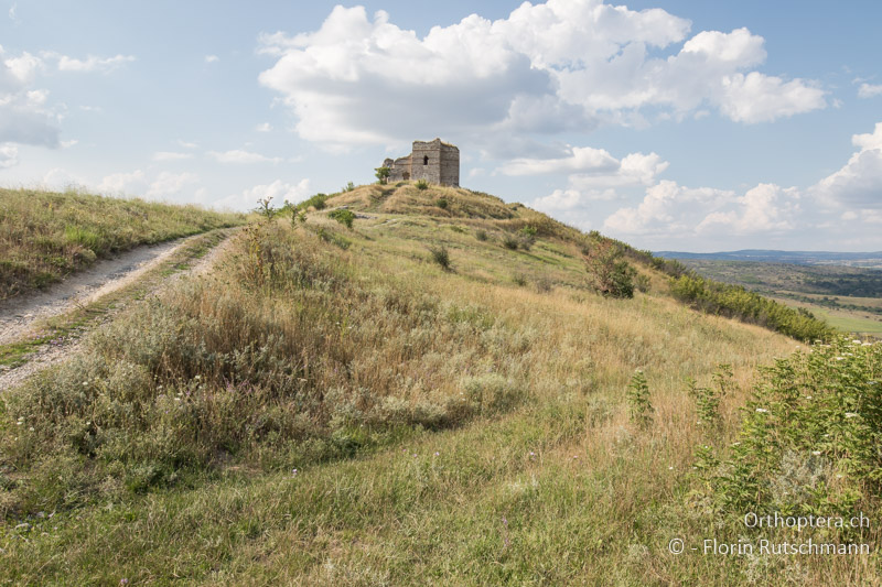 Trocken-warme Wiesenbrachen - BG, Chaskowo, Matochina, 09.07.2018
