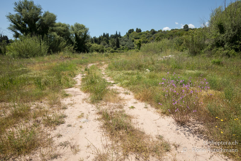 Staudenfluren und Brachestadien - GR, Peloponnes, Aspra Spitia, 11.05.2019