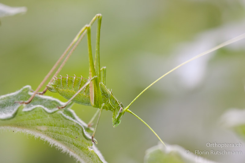 Tylopsis lilifolia ♀ Larve - GR, Zentralmakedonien, Volvi Seer, 21.06.2009