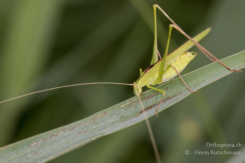 Tylopsis lilifolia ♂ - HR, Istrien, Motovun, 24.07.2014