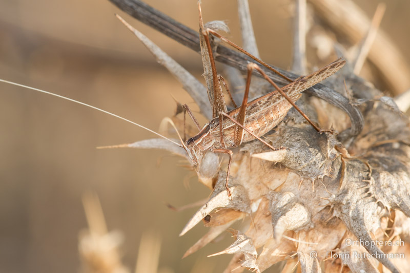 Tylopsis lilifolia ♂ - FR, Korsika, 03.08.2017