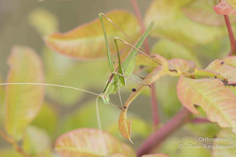 Tylopsis lilifolia ♂ - BG, Chaskowo, Matochina, 09.07.2018