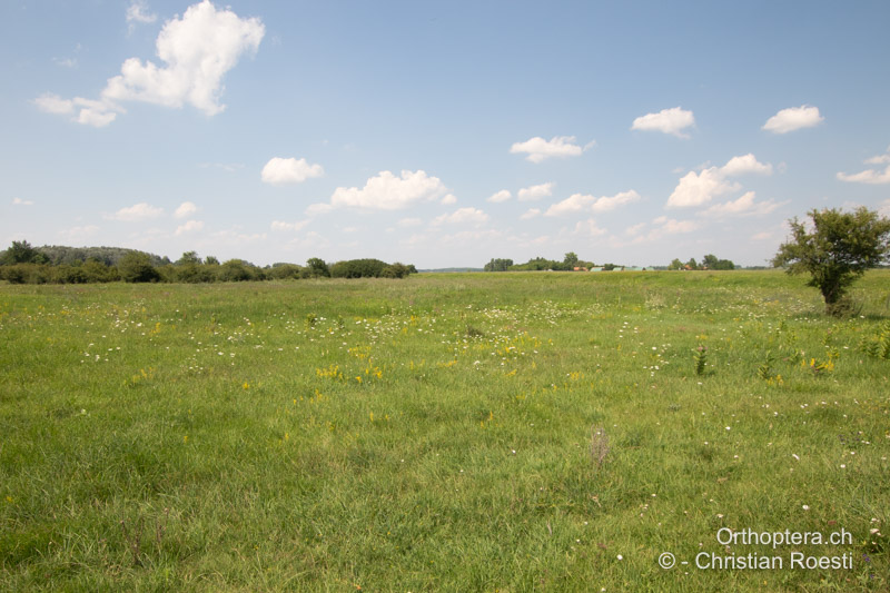 Ungarische Steppe - HU, Bugacpusztaháza, 30.07.2020