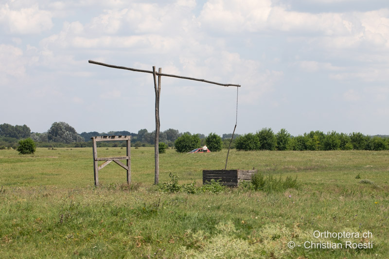 Umgebung eines Ziehbrunnens mit etwas höherer Vegetation - HU, Bugacpusztaháza, 30.07.2020