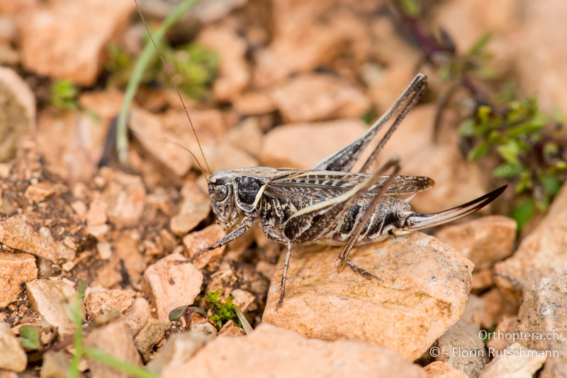 Montana stricta ♀ - IT, Marken, Fabriano, 25.09.2014