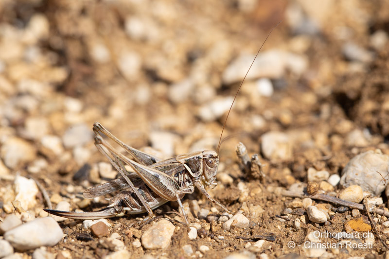 Montana stricta ♀ - BIH, Lipa, 29.07.2022