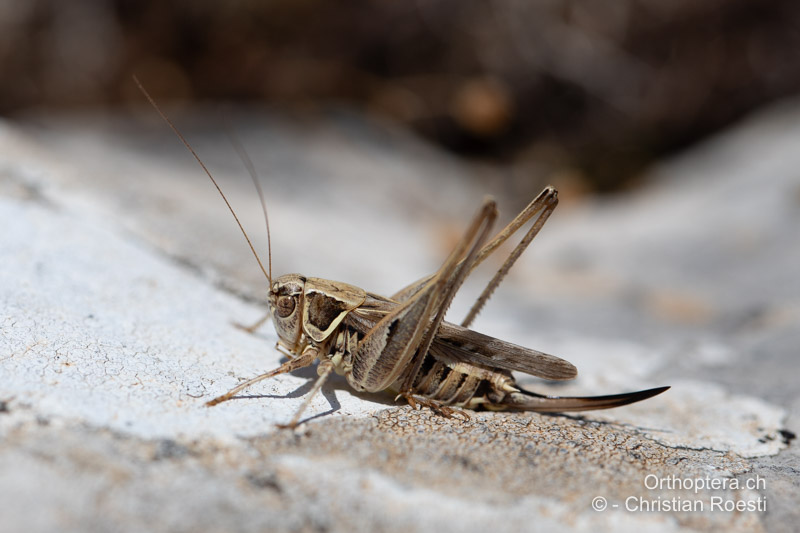 Montana stricta ♀ - BIH, Vaganj, 29.07.2022