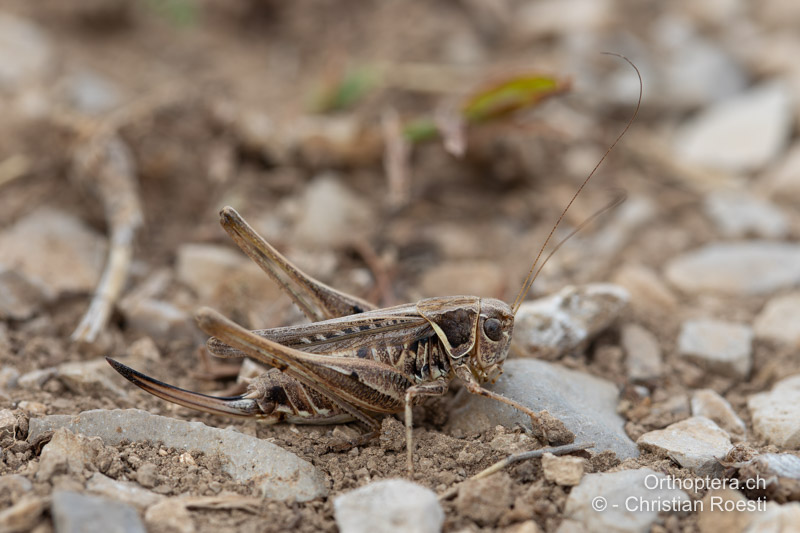 Montana stricta ♀ - BIH, Vaganj, 29.07.2022
