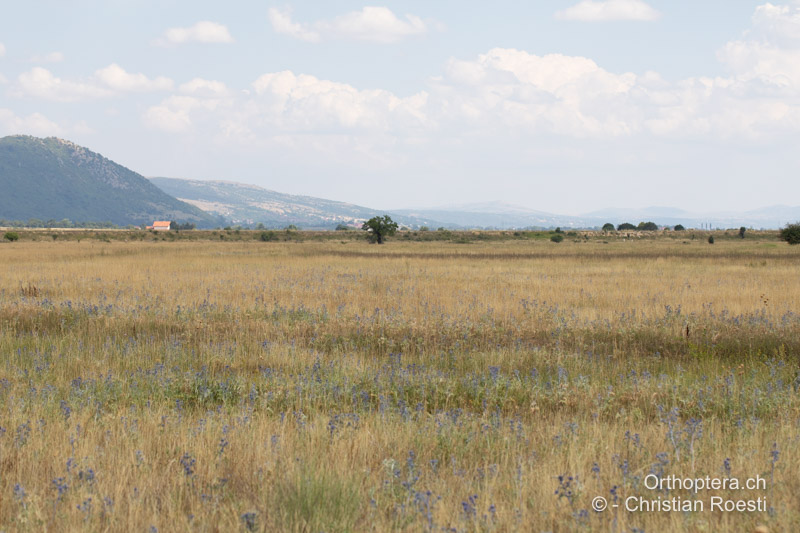 Trockene Steppe mit viel Mannstreu - BIH, Lipa, 28.07.2022