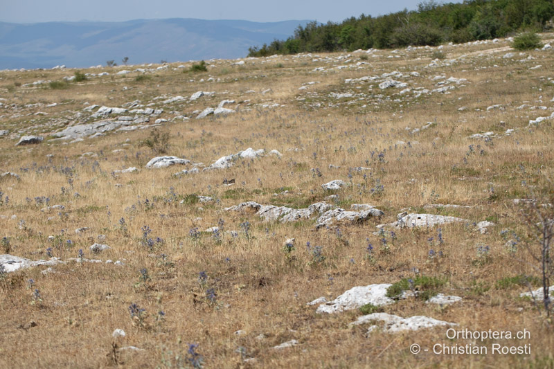 Beweideter Pass - BIH, Vaganj, 29.07.2022