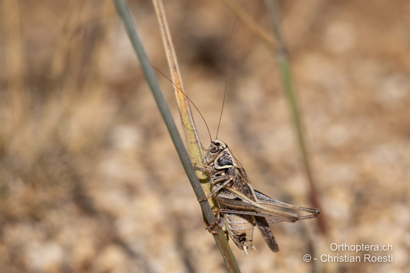 Montana stricta ♂ - BIH, Lipa, 29.07.2022