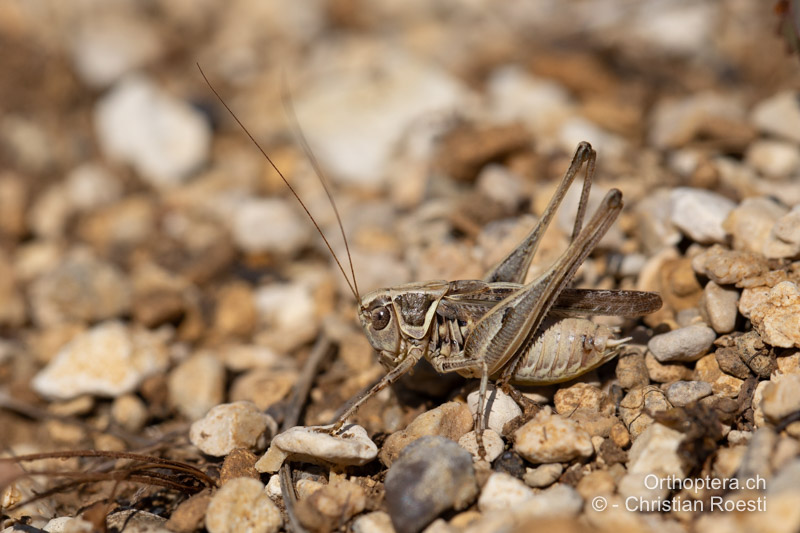 Montana stricta ♂ - BIH, Lipa, 29.07.2022